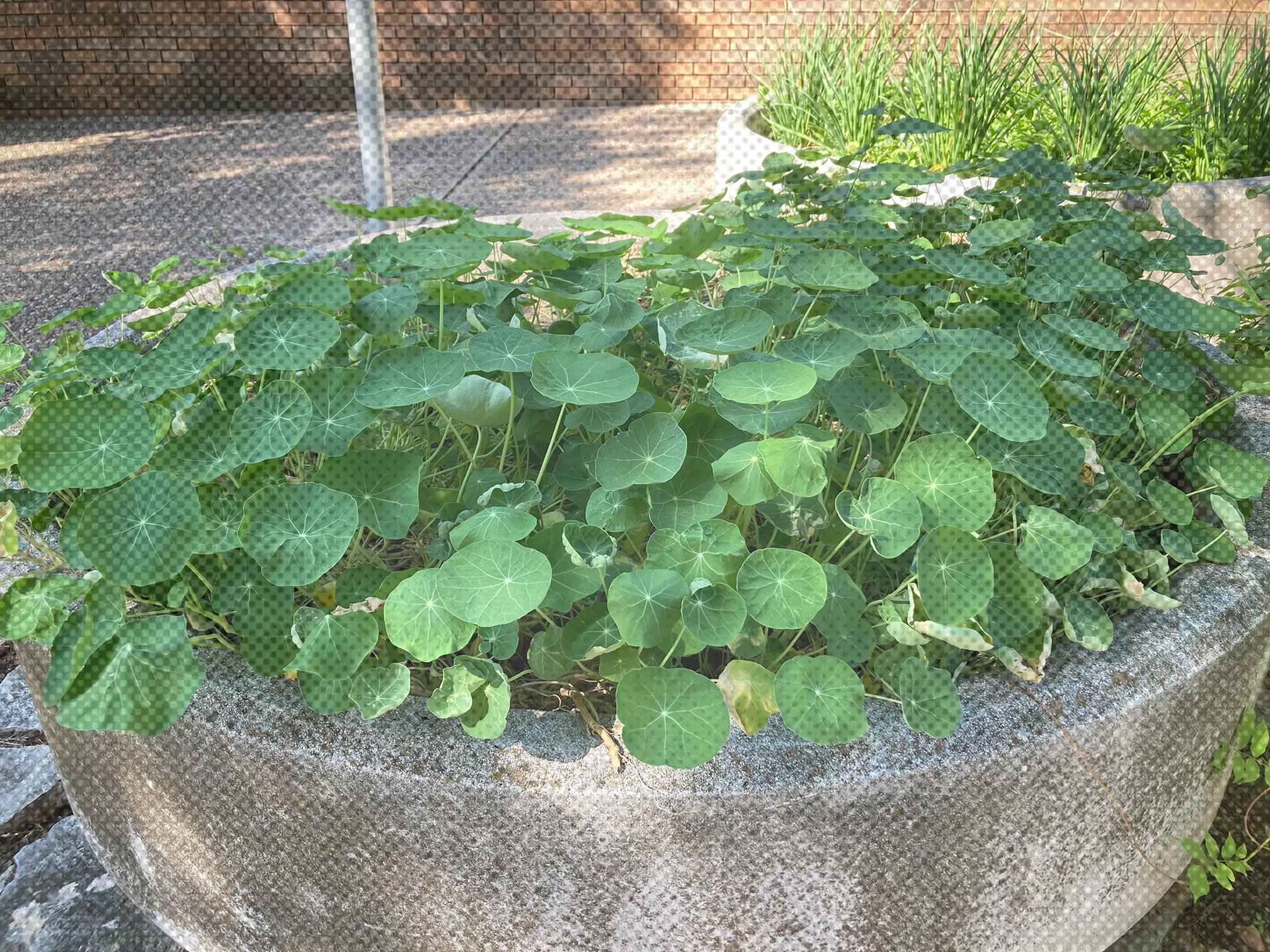 A picture of Garden Nasturtium